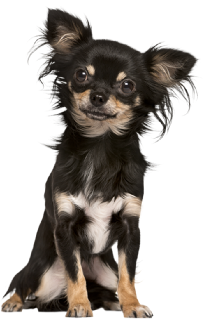 dog-person