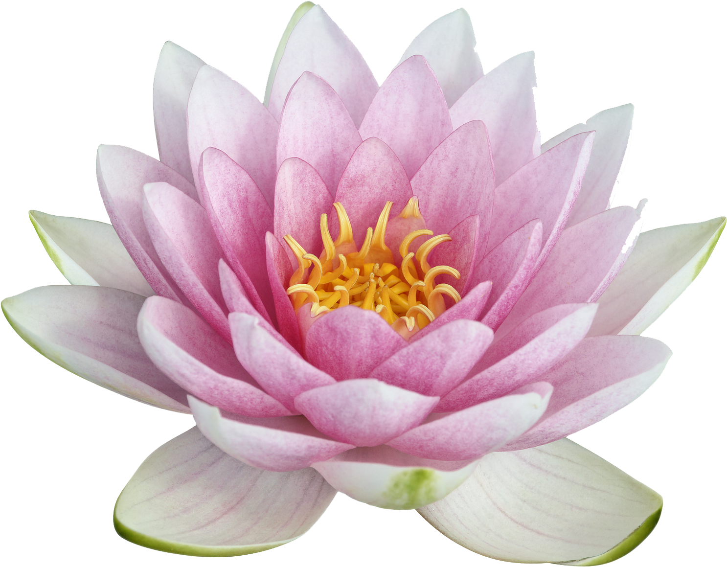lotus flower
